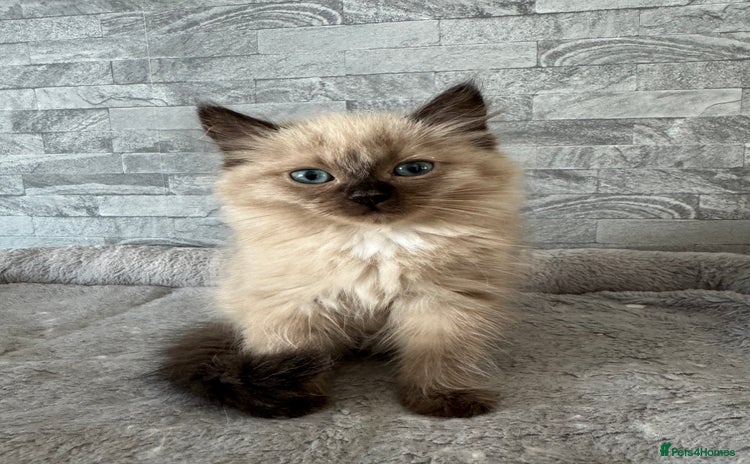 Ragdoll cats - Advert 6