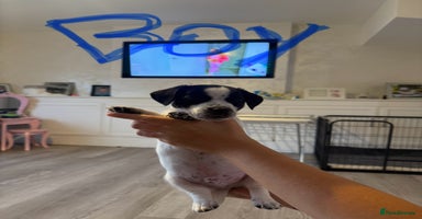 Jack Russell dogs - Advert 2