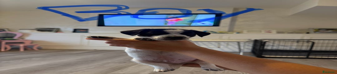 Jack Russell Puppy 1