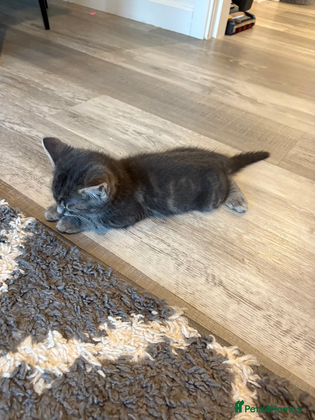 British Shorthair cats for sale: Tabby cats - Image 6