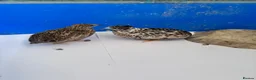 Quail poultry for sale: 2 female button quail - Advert 6