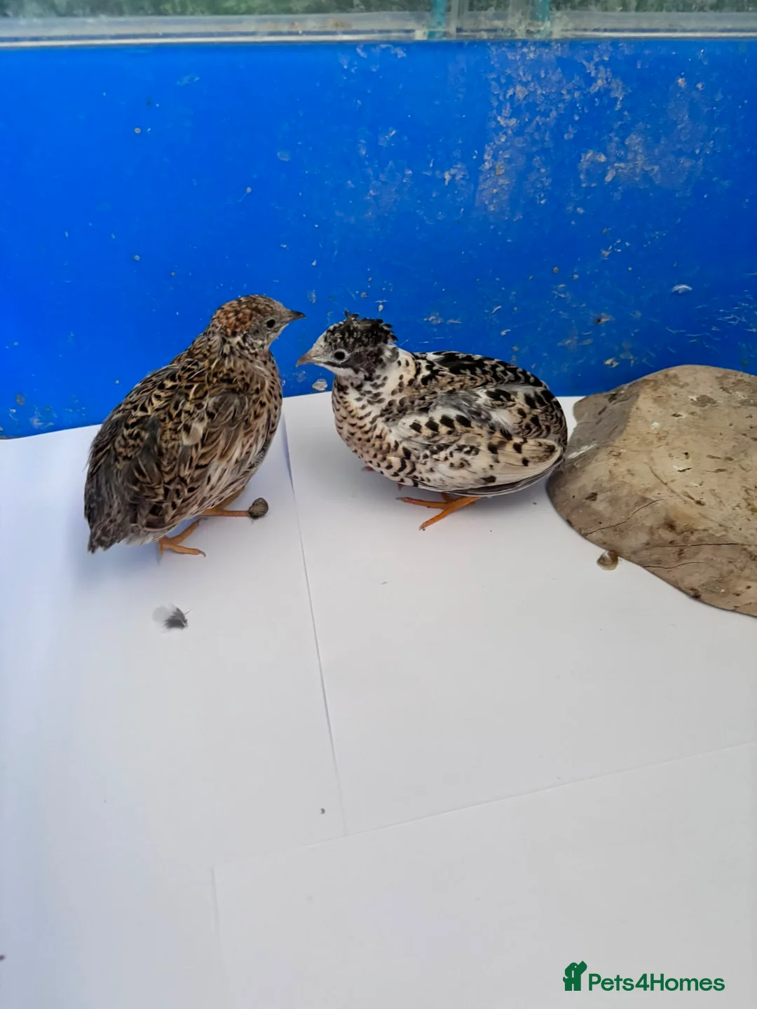 Quail poultry for sale: 2 female button quail - Advert 6