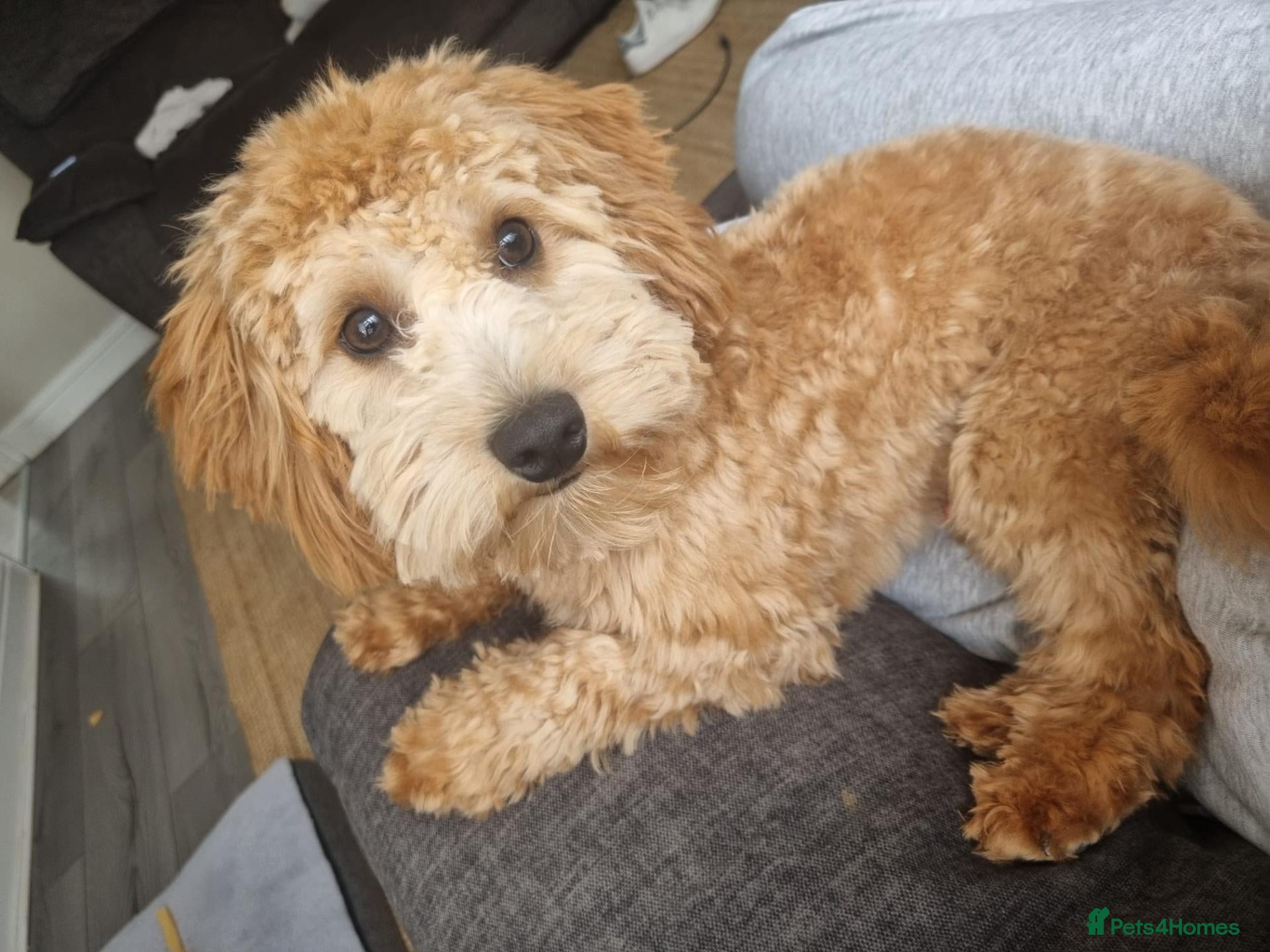 Cavapoo dogs for sale: Teddy, 1yr Cavapoo, male - Advert 1