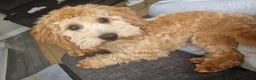 Cavapoo dogs for sale: Teddy, 1yr Cavapoo, male in Yeovil - Advert 1
