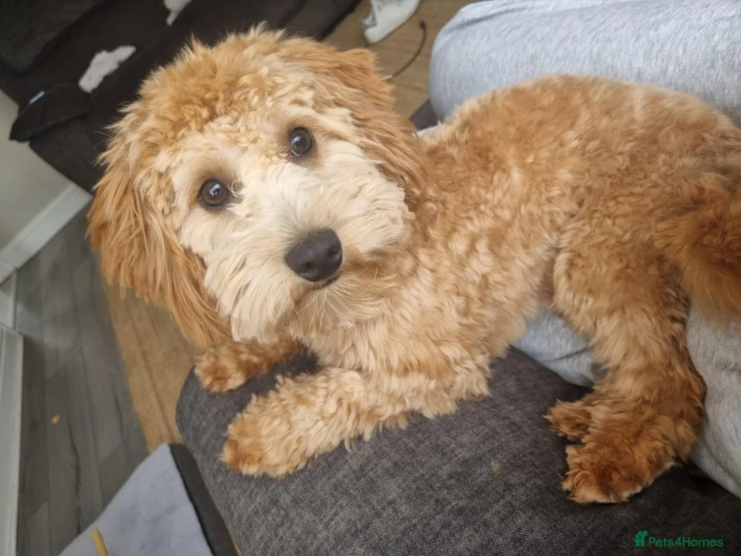 Cavapoo dogs for sale: Teddy, 1yr Cavapoo, male in Yeovil - Advert 1