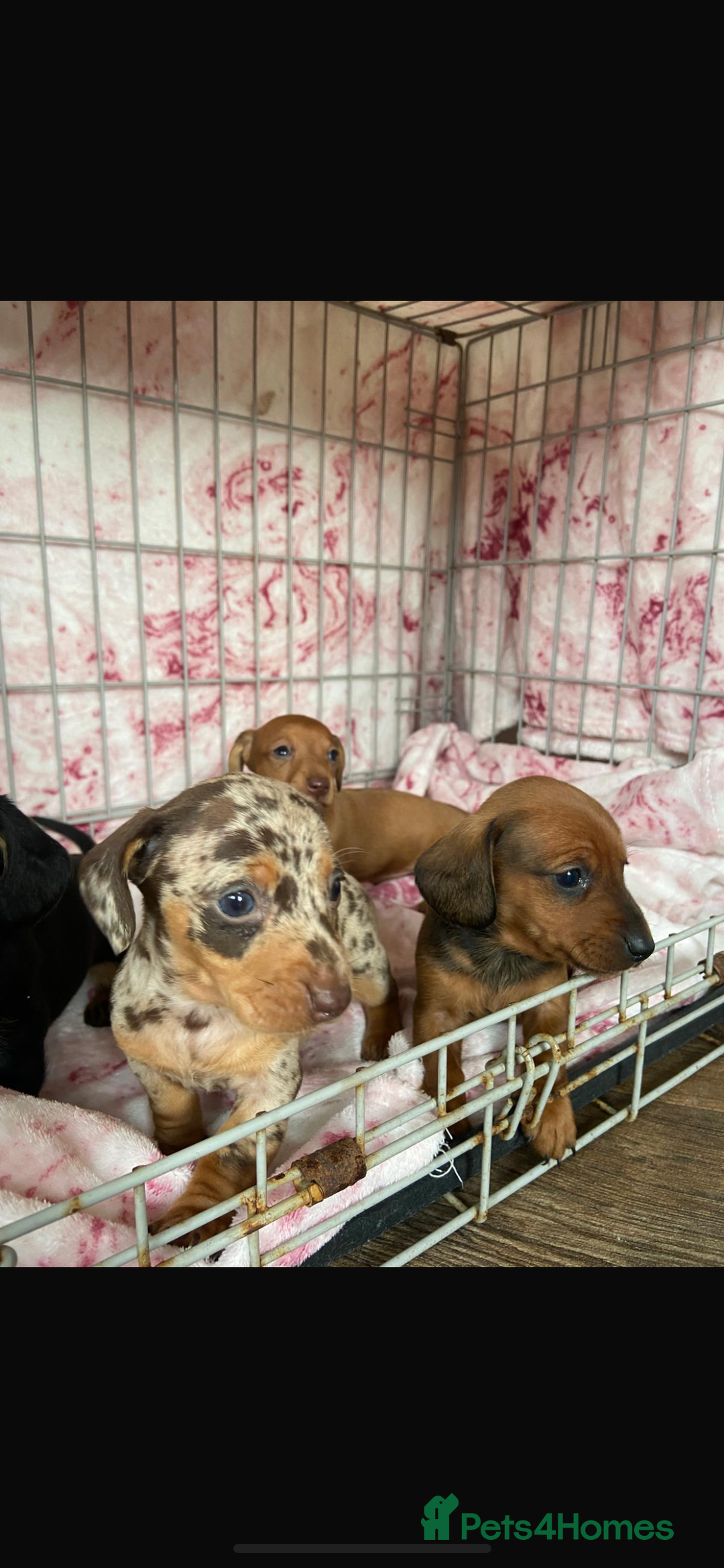 Miniature Dachshund dogs for sale: Miniature dachshund  - Image 8