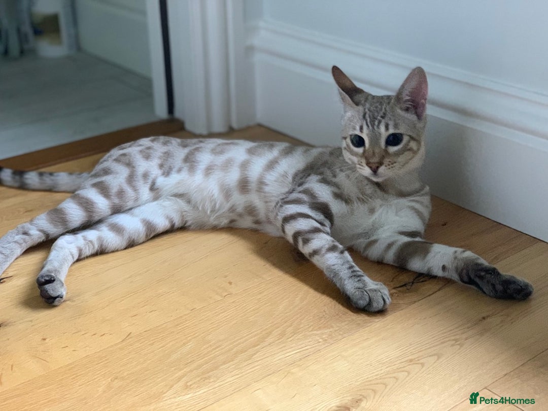 Bengal cats for sale: Bonded Snow Bengals – Experienced, Pet-Free Home - Advert 3