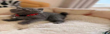 BSH 3