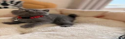 British Shorthair cats for sale: Beautiful British Shorthair Kittens! in London - Advert 6