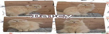 British Longhair 1