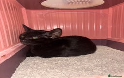 Bengal cats for sale: Bengal x Shorthair - Image 3