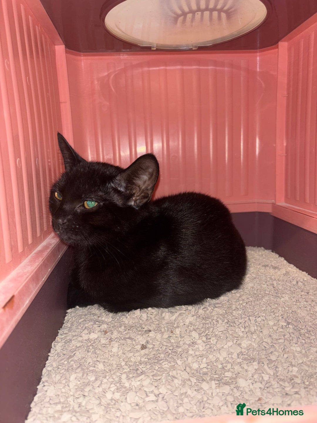 Bengal cats for sale: Bengal x Shorthair - Image 3