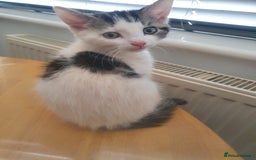 Mixed Breed cats for sale: The three musketeers are looking for new homes - Image 27