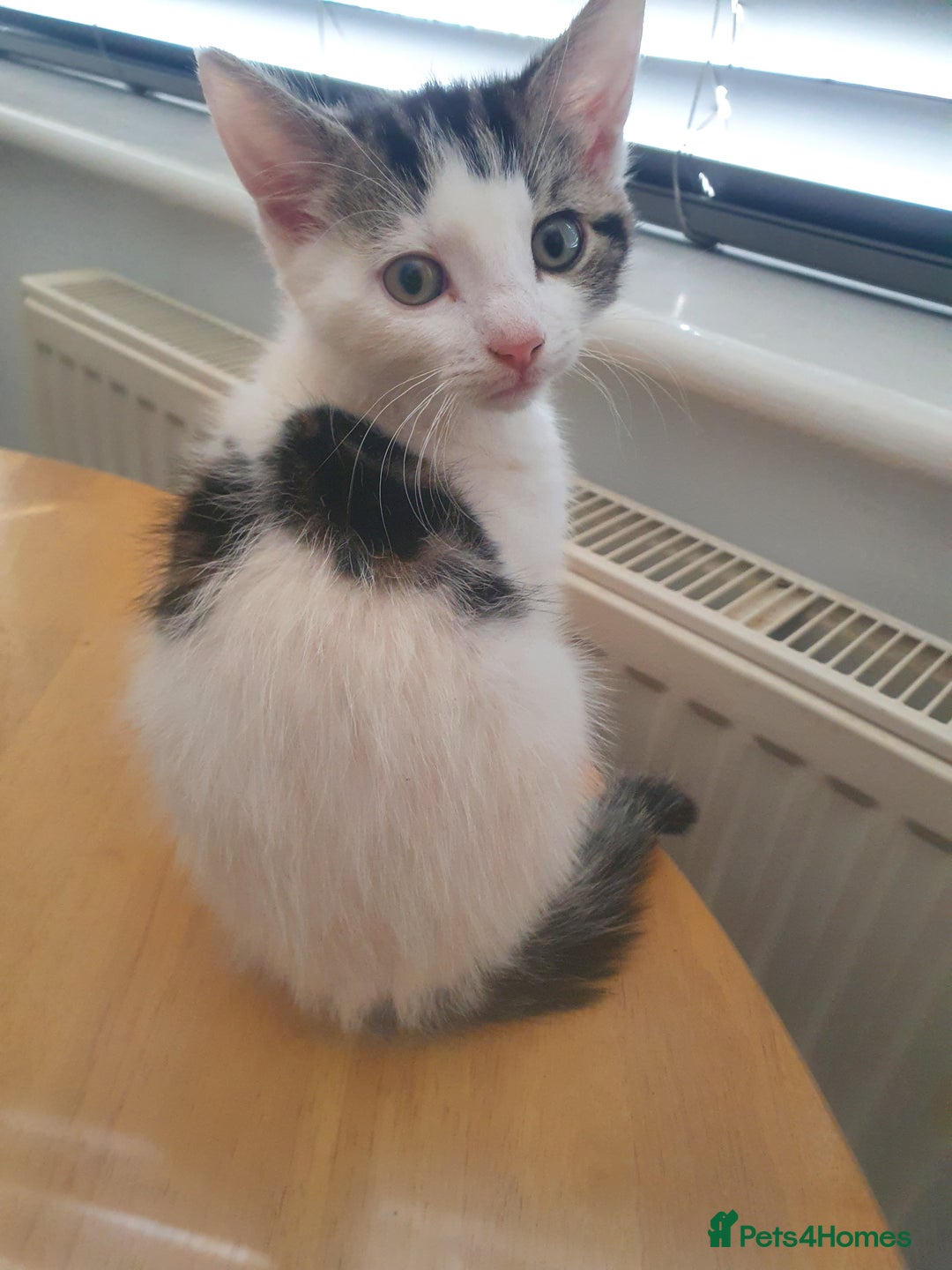 Mixed Breed cats for sale: The three musketeers are looking for new homes - Image 27