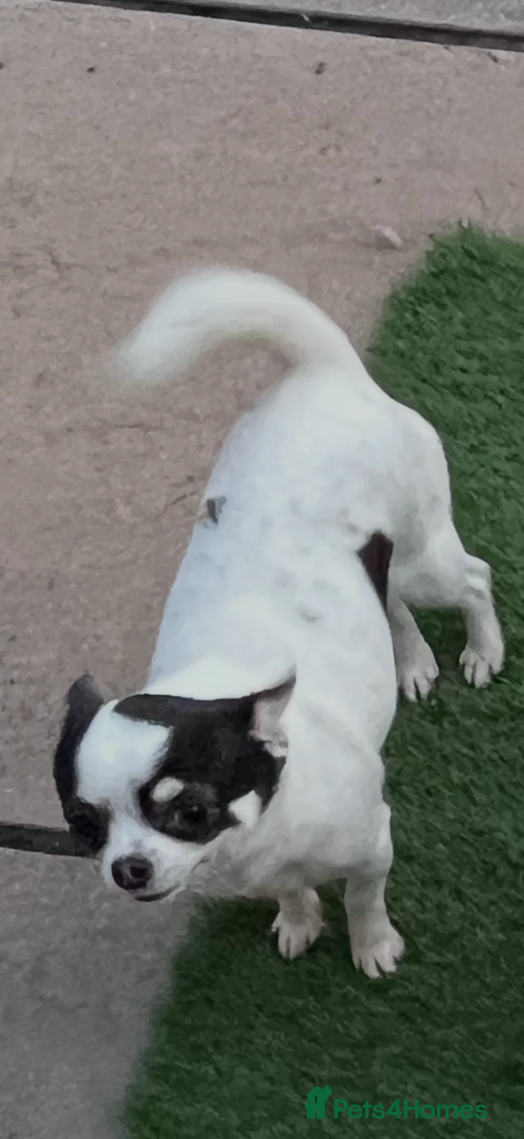 Chihuahua dogs for sale: Two young adult female chihuahuas  - Advert 2