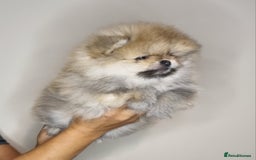 Pomeranian dogs for sale: CHAMPION BLOODLINE 3 female 1 male - Image 14