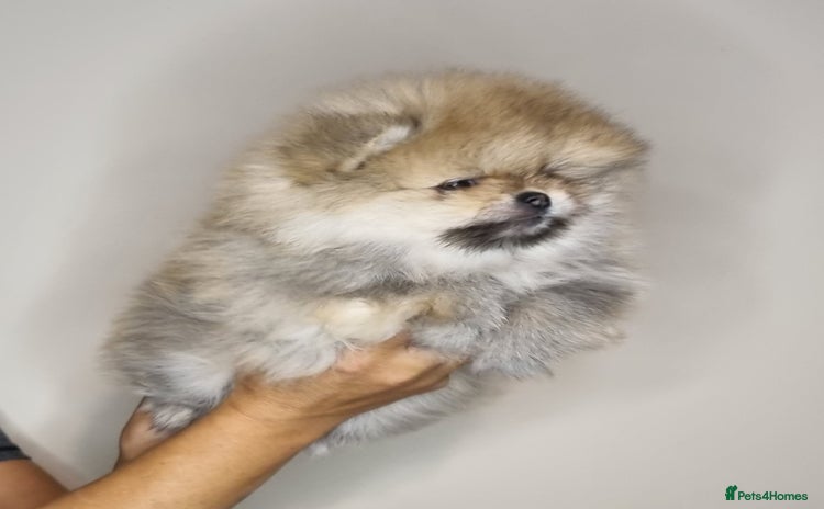 Pomeranian dogs - Advert 15