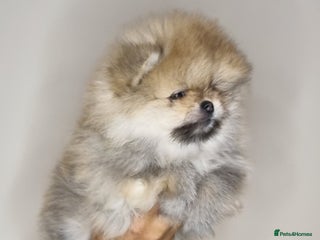 Pomeranian dogs - Advert 21