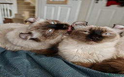American Curl cats for sale: Two very rare and wonderful kittens for sale - Image 27