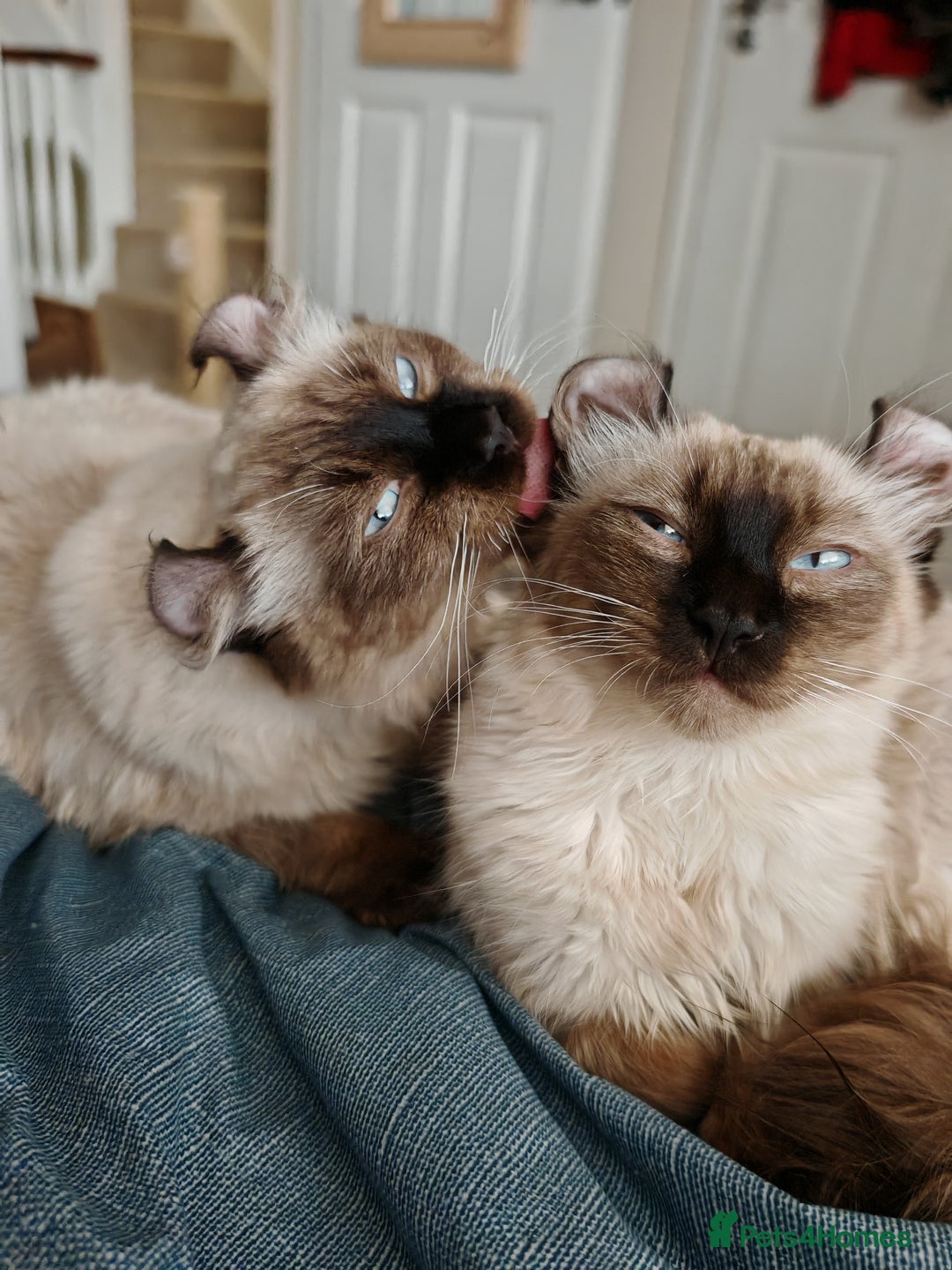 American Curl cats for sale: Two very rare and wonderful kittens for sale - Image 27