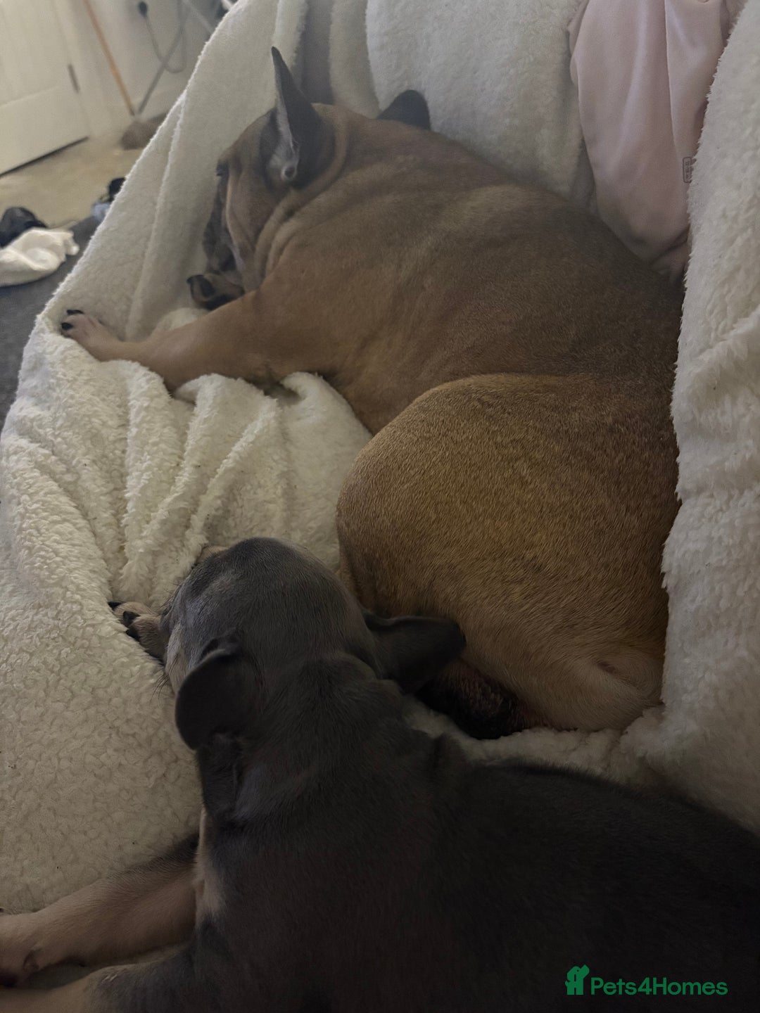 French Bulldog dogs for sale: French bull dog  - Advert 1