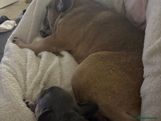 French Bulldog dogs French bull dog - Advert 13