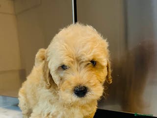 Miniature Poodle dogs 3 Miniture poodles boys - Advert 17