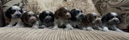 Cocker Spaniel dogs for sale: Gorgeous show type cocker spaniel puppies - Advert 27