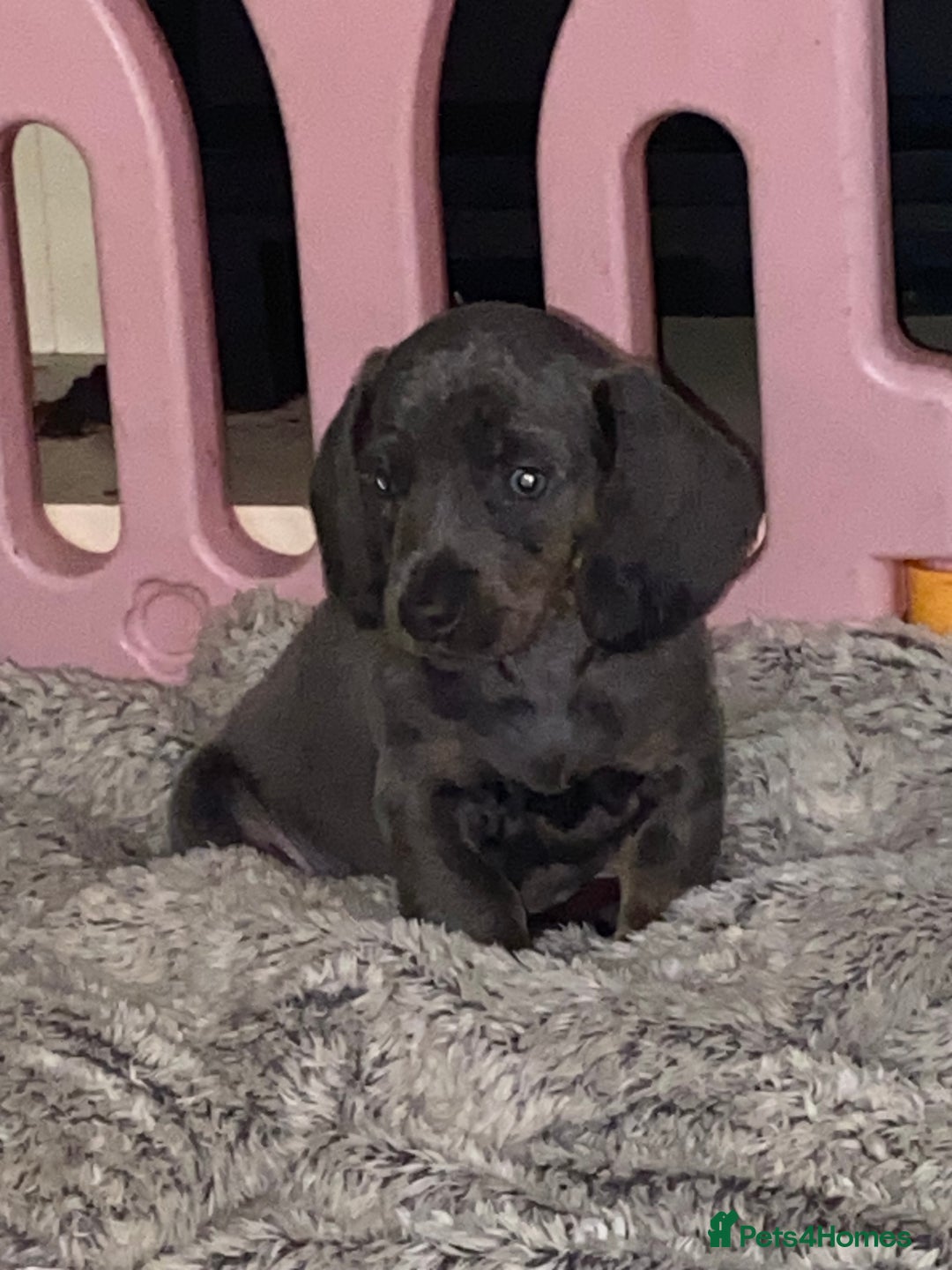 Dachshund dogs for sale:  dachshunds puppies  - Advert 14