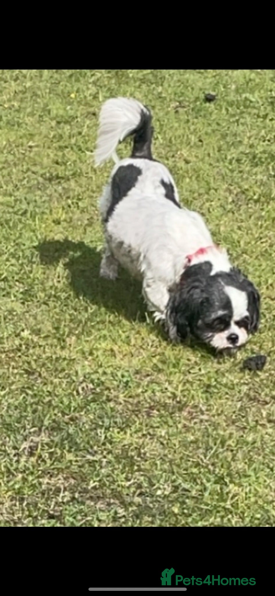 Mixed Breed dogs Shihtzu x chihuahua  - Advert 5