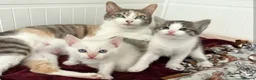 Mixed Breed cats for sale: Lilac tabby kittens  in Towcester - Advert 9
