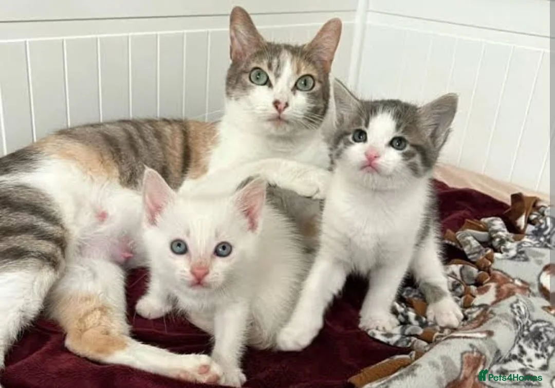Mixed Breed cats for sale: Lilac tabby kittens  in Towcester - Advert 9