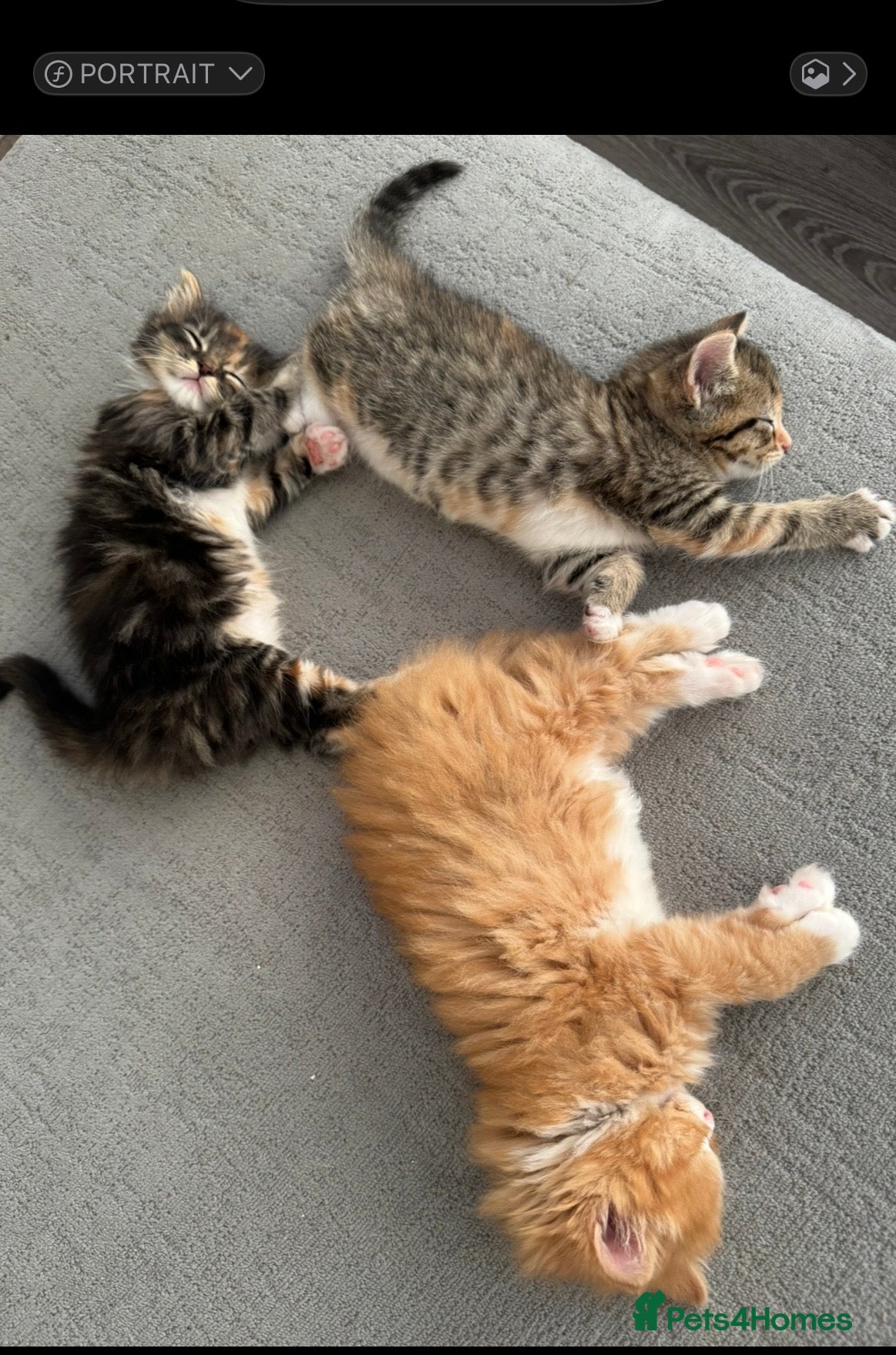 British Longhair cats ❤️ beautiful joyful fur babies ❤️ - Advert 2