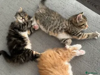 British Longhair cats ❤️ beautiful joyful fur babies ❤️ - Advert 2