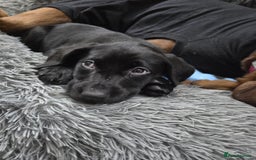 Labradoodle dogs for sale: Female Labrador X puppy  - Image 1