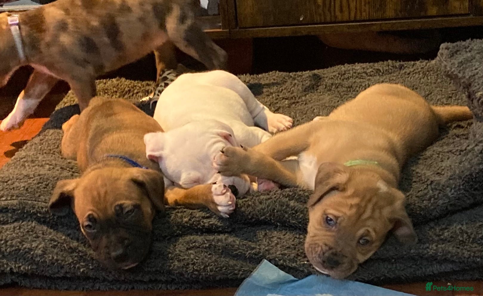 Mixed Breed dogs Mastiff x Staffy Puppies  - Advert 1