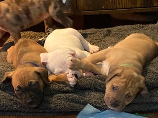 Mixed Breed dogs Mastiff x Staffy Puppies - Advert 1