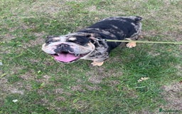 English Bulldog dogs for sale: Female British Bulldog - Image 1