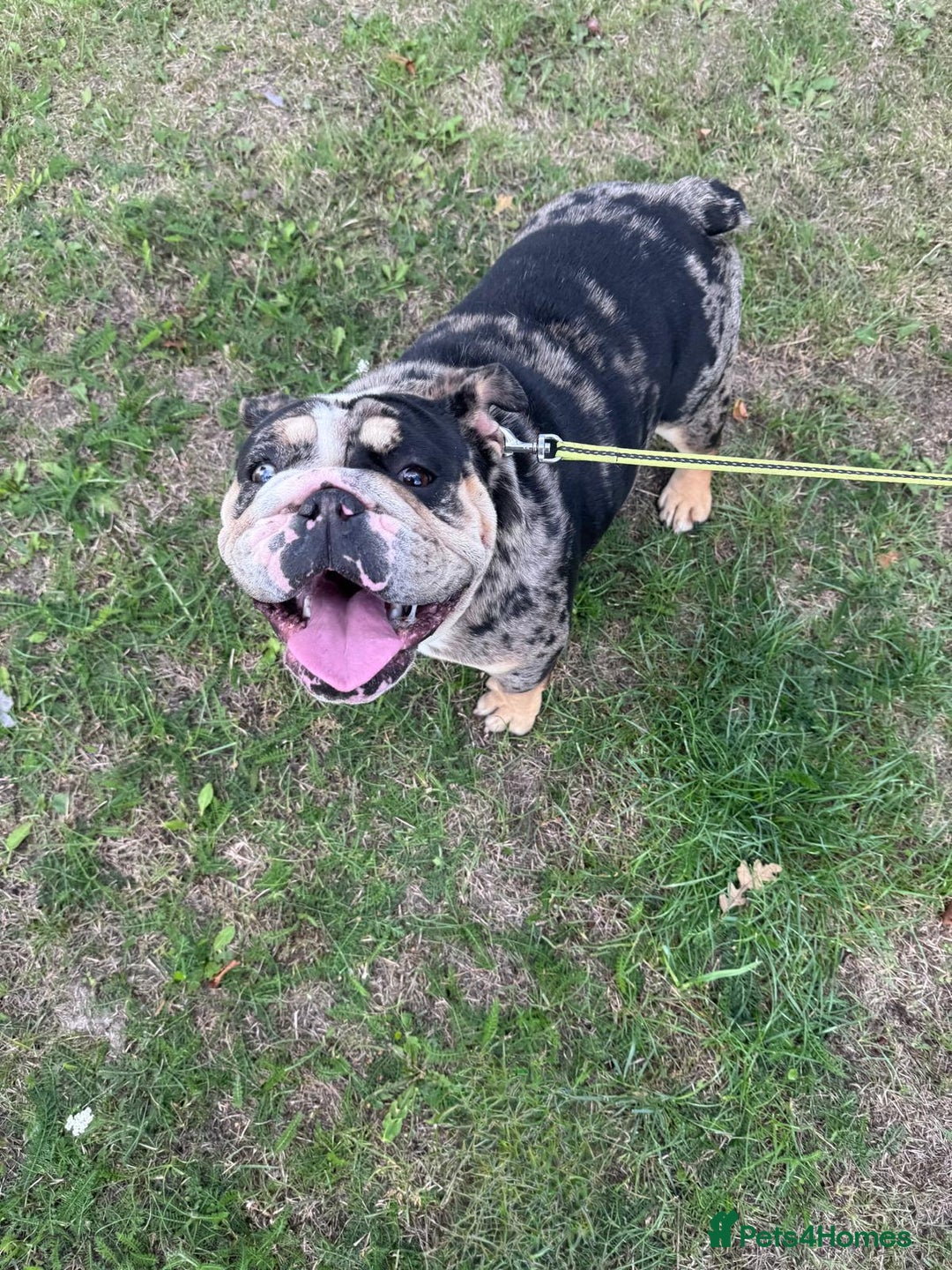 English Bulldog dogs for sale: Female British Bulldog - Image 1