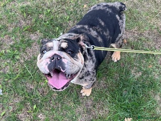 English Bulldog dogs - Advert 11