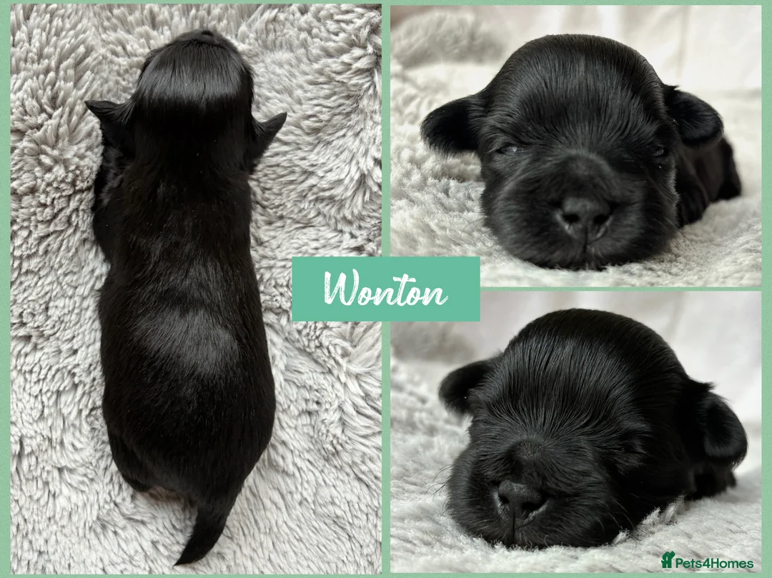 Miniature Schnauzer dogs for sale: 1 CHOC GIRL - KC TOY/MINI SCHNAUZER MAC/BVA CLEAR - Advert 13