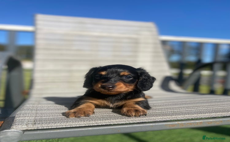Dachshund dogs - Advert 1