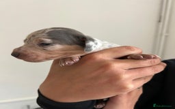 Dachshund dogs for sale: Miniature Dachshund puppies  - Image 5