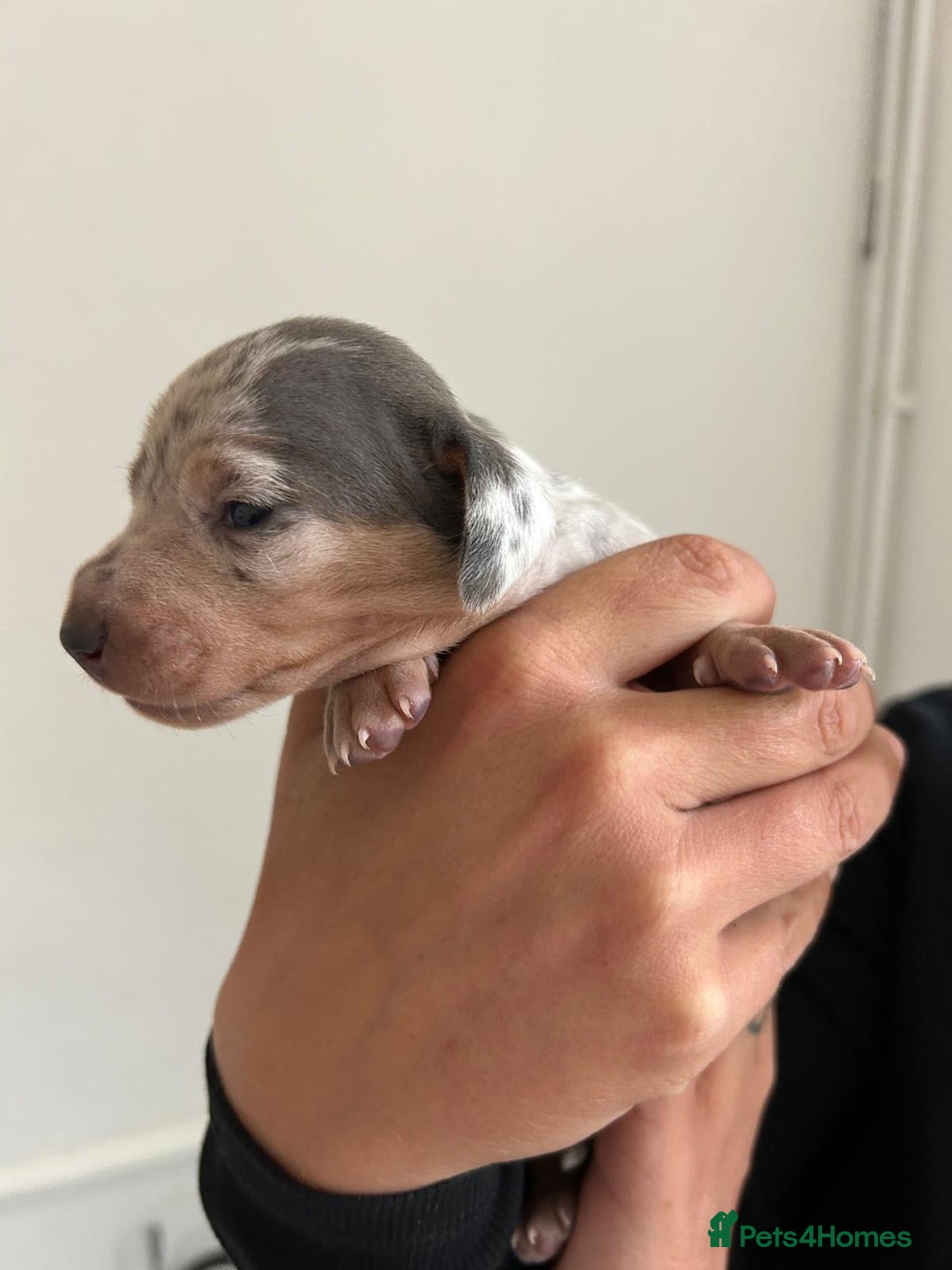 Dachshund dogs for sale: Miniature Dachshund puppies  - Image 5