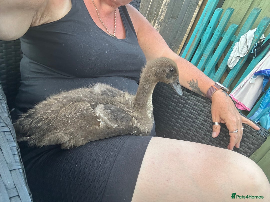 Ducks poultry for sale: 2 x runner duck  - Image 2