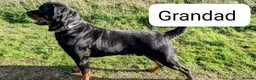 Rottweiler dogs for sale: KC registered Health Tested Puppies  - Advert 4