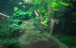 Other/Mixed Breed fish for sale: Giving out guppies for free - Image 2