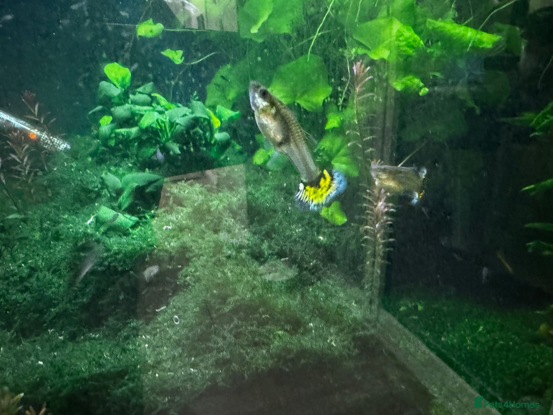 Other/Mixed Breed fish for sale: Giving out guppies for free - Image 2