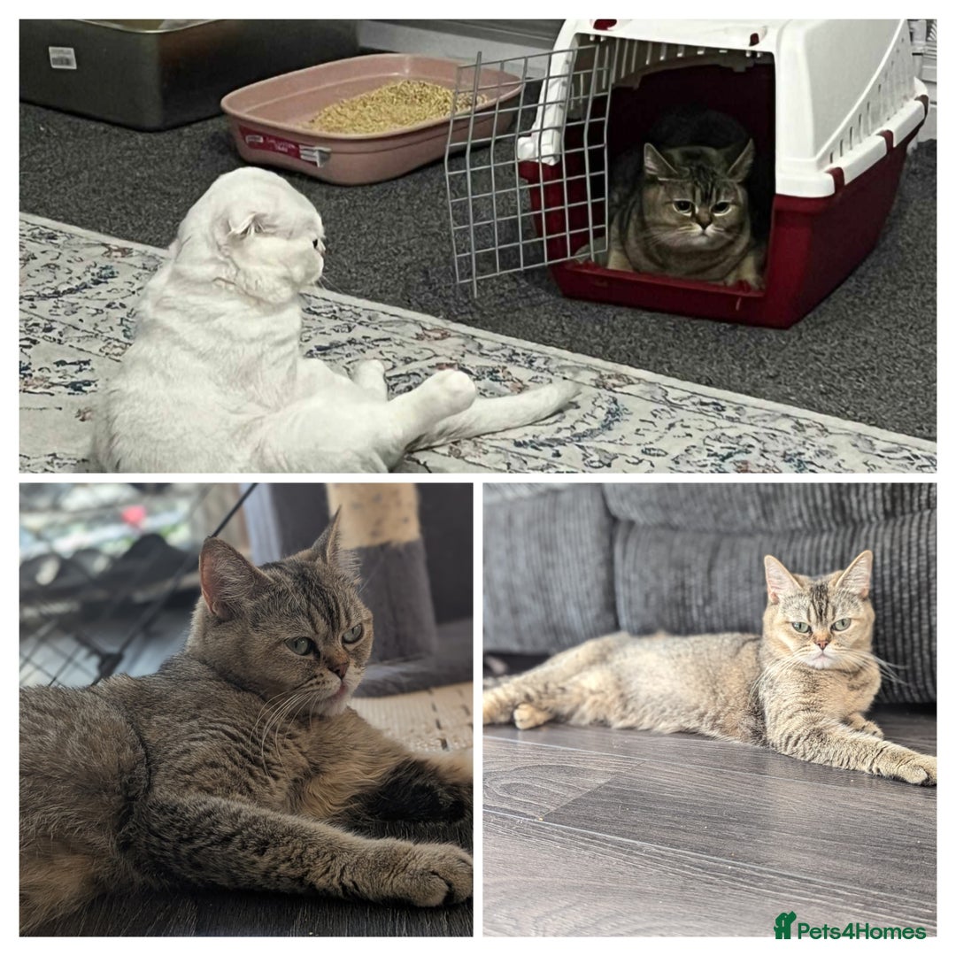 Scottish Fold cats for sale: Scottish fold straight  - Image 6