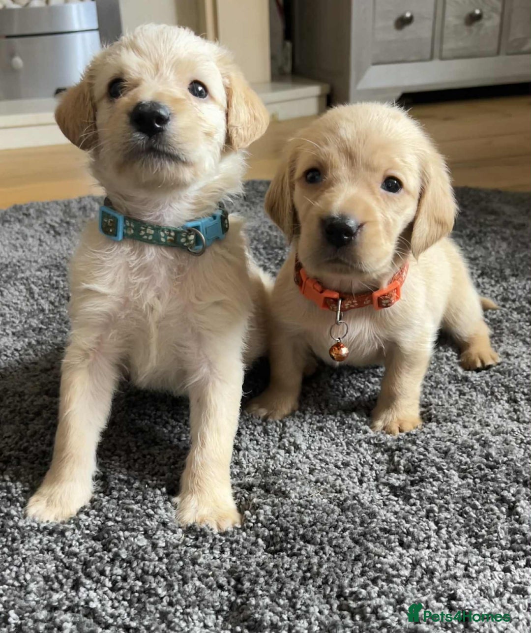 Labradoodle dogs for sale: Miniature Labradoodles  - Image 21